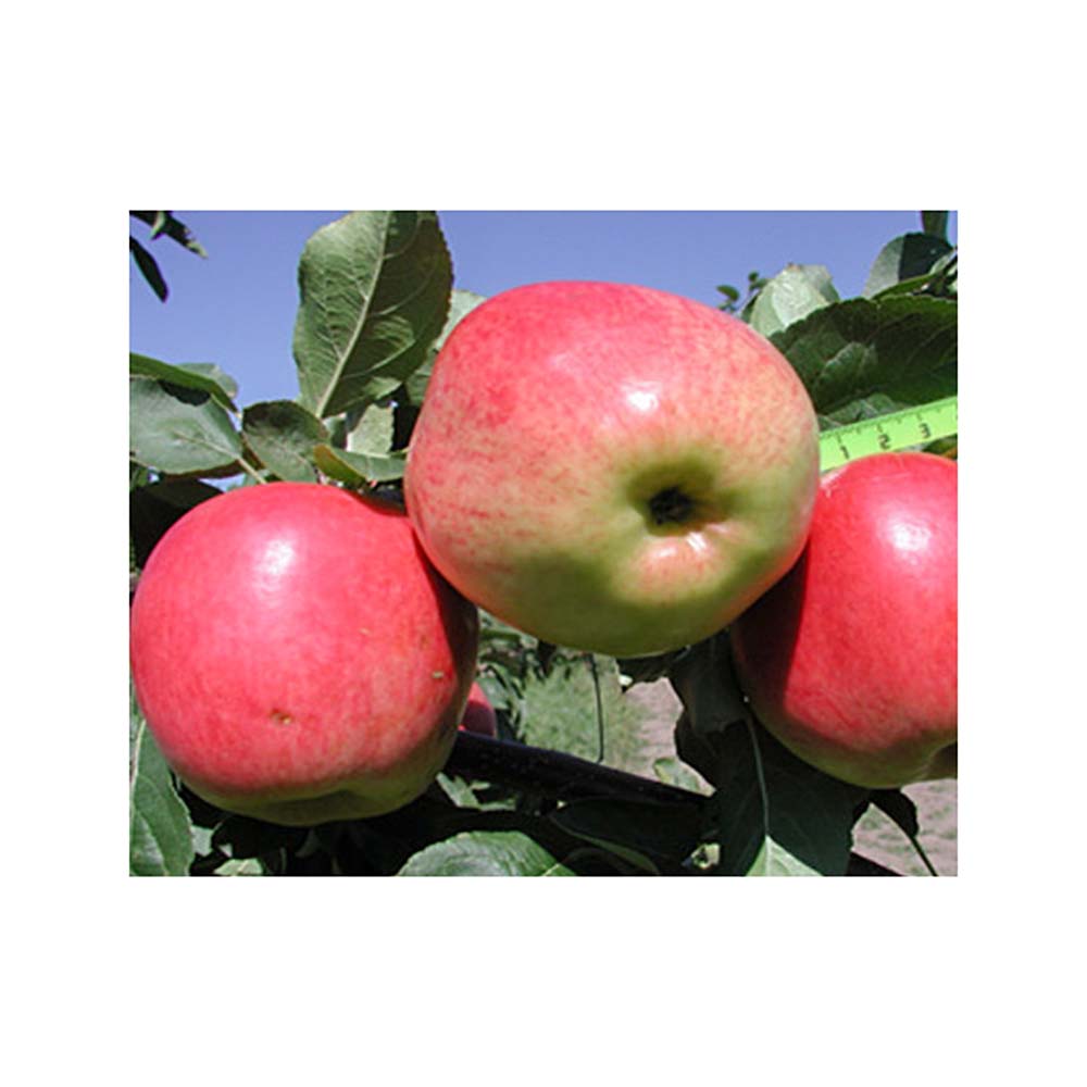 Яблоня Скала (подвой 54-118 полукарл.) (сетка)