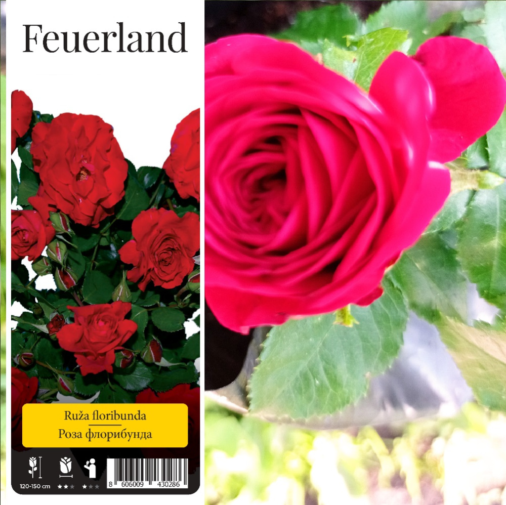 Роза Фоерланд флорибунда 1шт/Feuerland /20