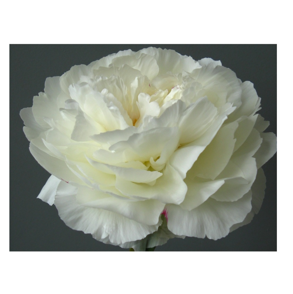 Пион молочноцветковый Келвейс Глориус 1шт/ Paeonia Kelway's Glorious