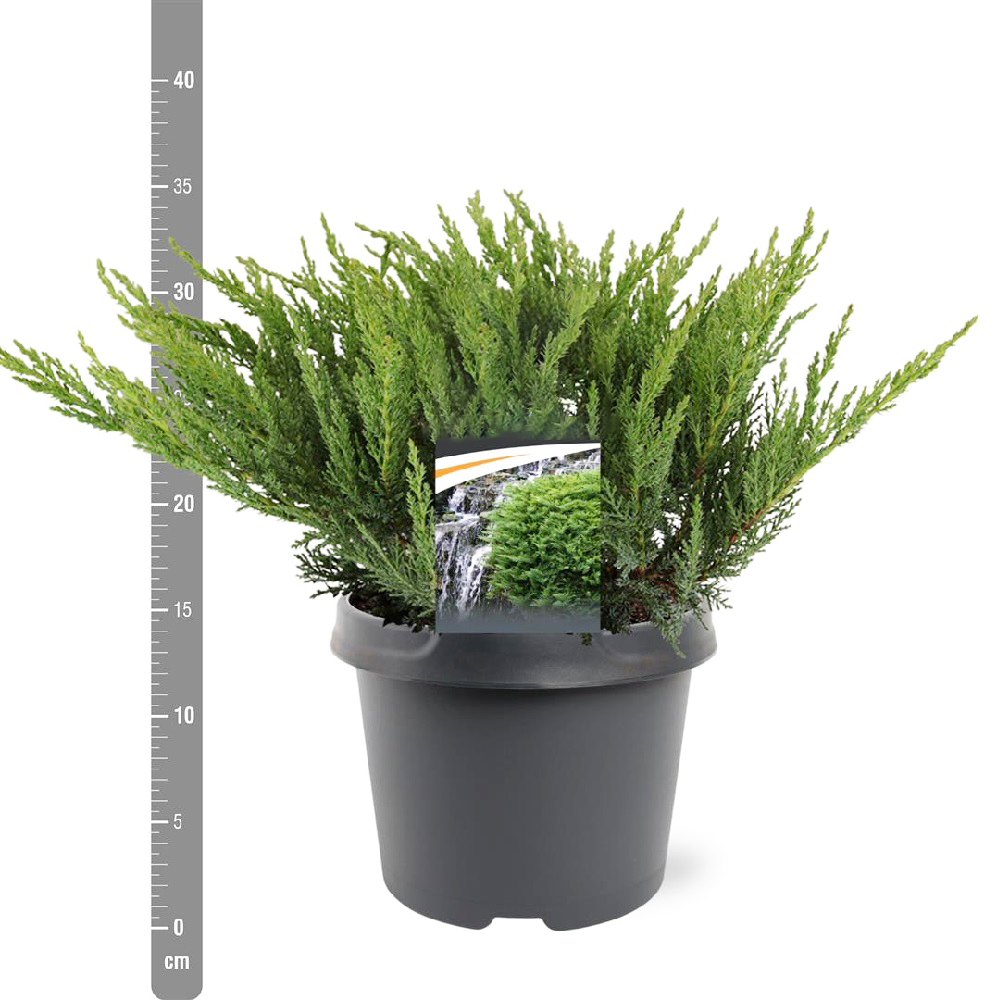 Можжевельник казацкий Тамарисцифолия С3 (высота 25-30см) 1шт/Juniperus sabina Tamariscifolia