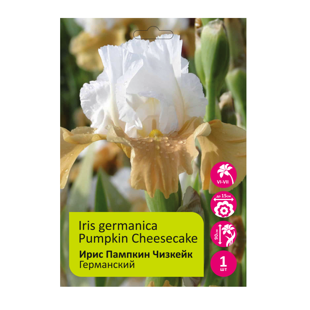 Ирис Пампкин Чизкейк 1шт германский /Iris Germanica Pumpkin Cheesecake