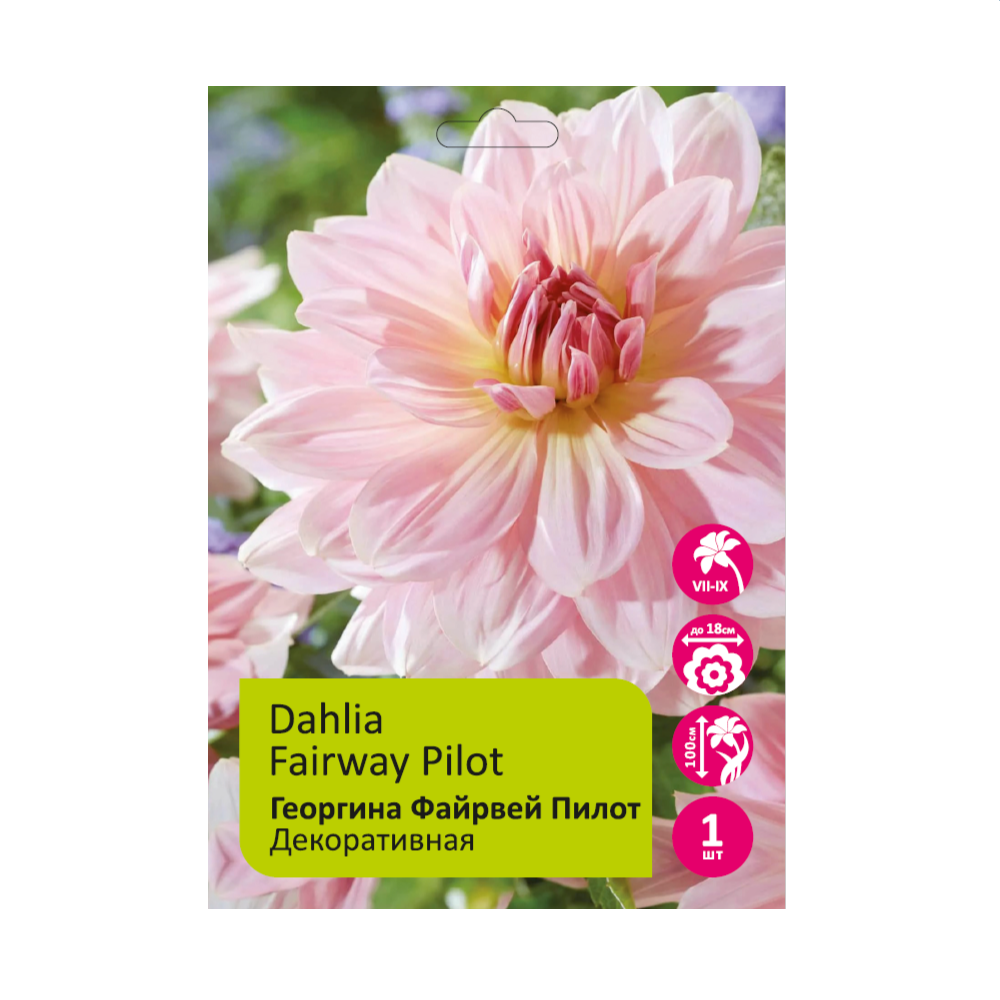 Георгина Файрвей Пилот 1шт/ Dahlia Fairway Pilot