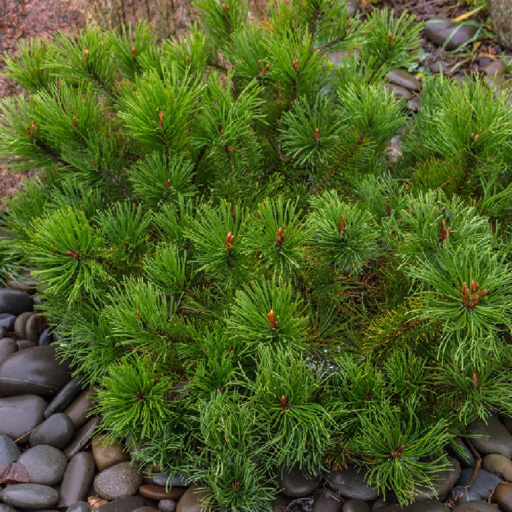 Сосна горная Пумилио С10 1шт/Pinus mugo var. Pumilio