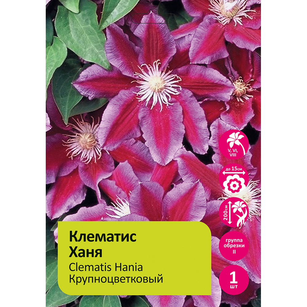 Клематис Ханя 1шт гр. обрезки 2 / Clematis Hania