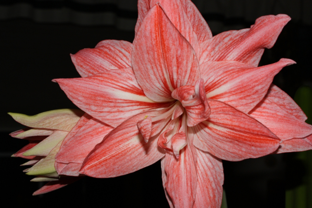 Гиппеаструм/Амариллис Леди Джейн махровый 1шт 24/26 /Amaryllis Lady Jane