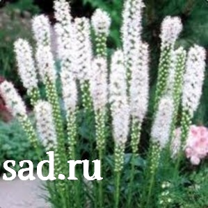 Лещина обыкновенная Бургунди Лейс С5 1шт /Corylus avellana Burgundy Lace
