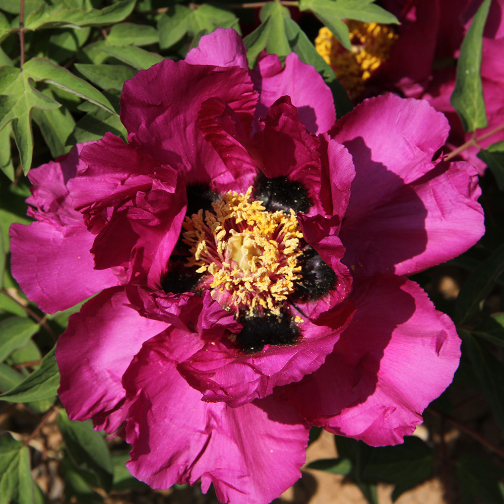 Пион древовидный Красный пейзаж 1шт/Paeonia Jing Hong (Цзин Хонг)