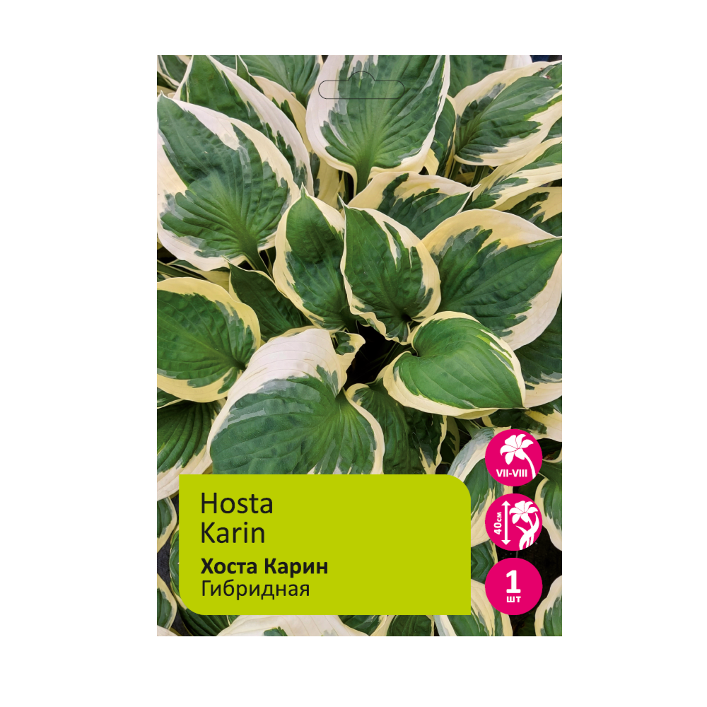 Хоста Карин 1шт /Hosta Karin