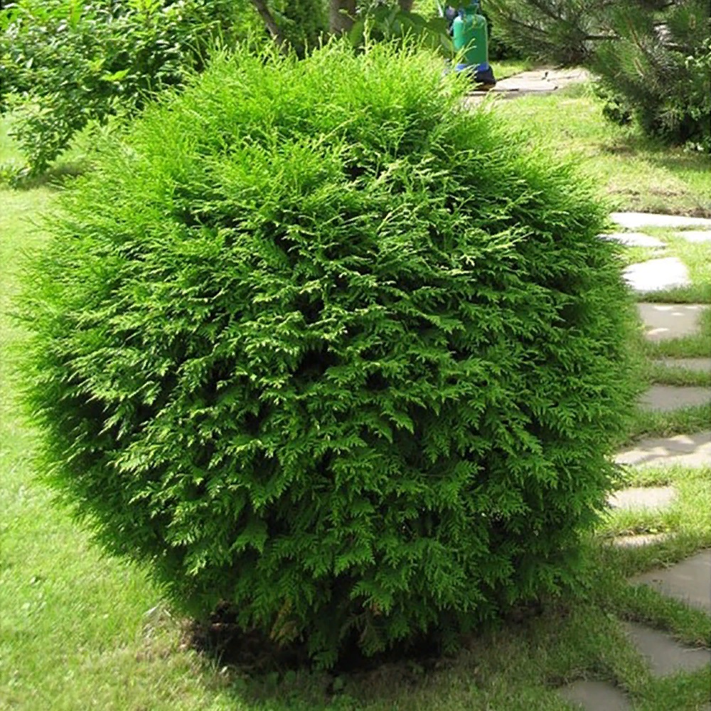 Туя западная Глобоза С10 1шт /Thuja occidentalis Globosa 