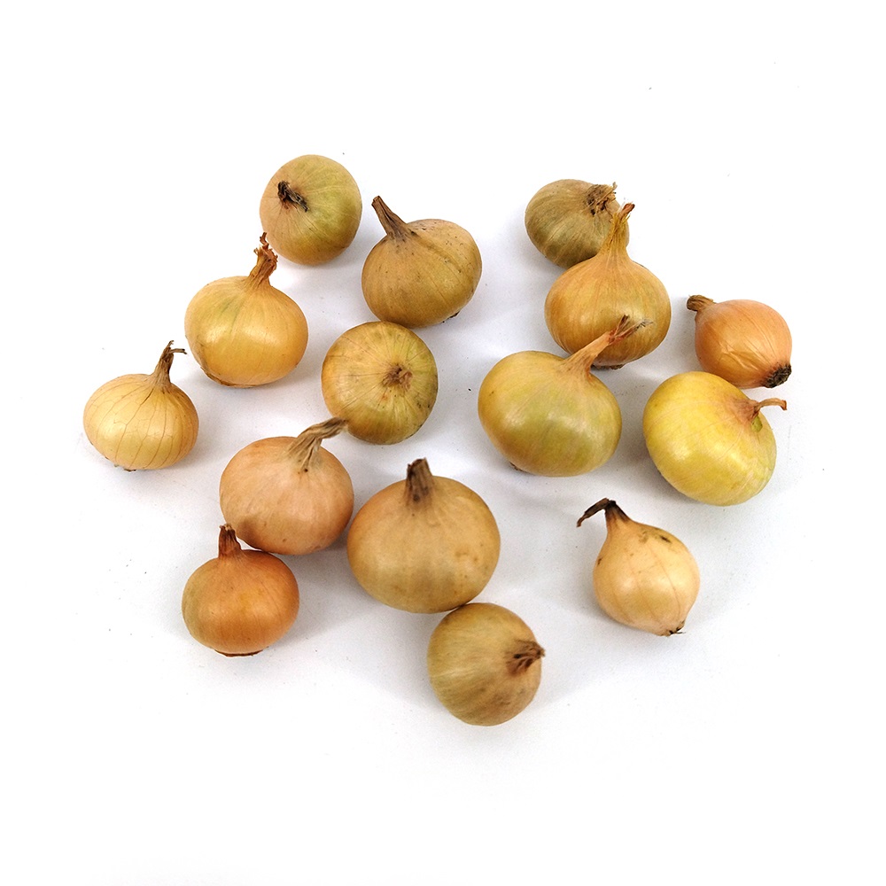 Лук-севок Мячковский 300 (15/24) 0,5кг +/-10%