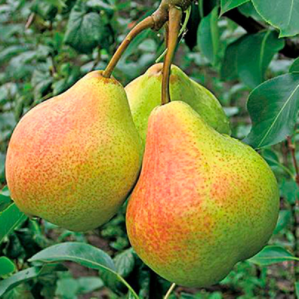 Груша Памяти Яковлева в сетке 1шт