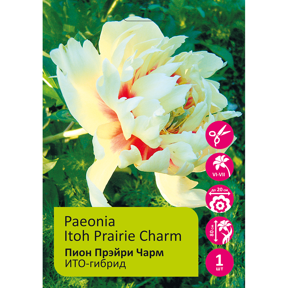 Пион Прэйри Чарм ИТО-гибрид 1шт/Itoh Prairie Charm 