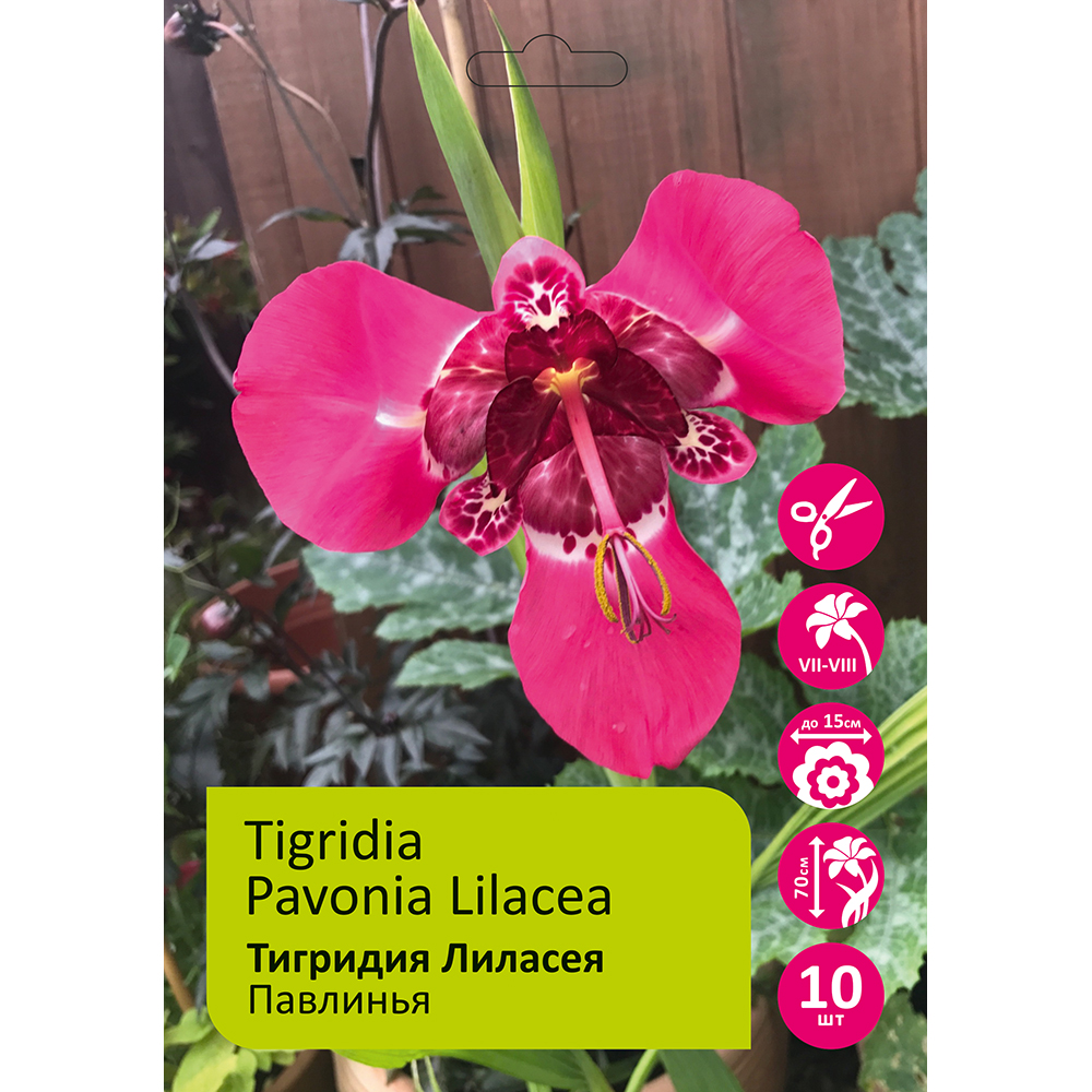 Тигридия павлинья Лиласея 10шт /Tigridia Pavonia Lilacea