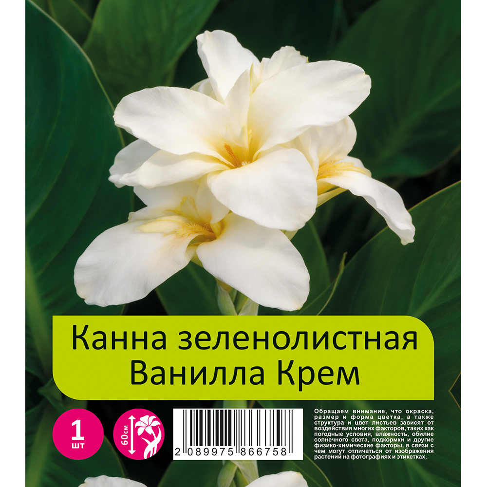 Канна Ванилла Крем (Ванилла Крим) 1шт / Canna Vanilla Cream