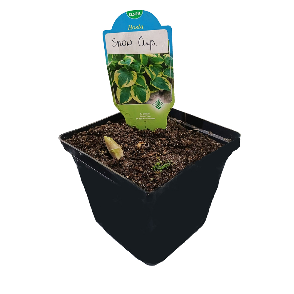 Хоста Сноу Кэп гибридная Р13 1шт/Hosta Snow Cup 