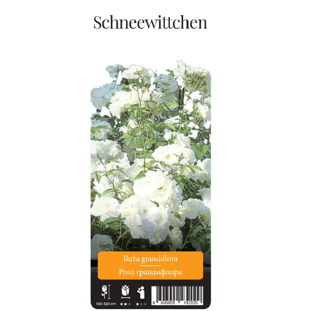 Роза Шнеевитхен грандифлора 1шт/ Schneewittchen /20 