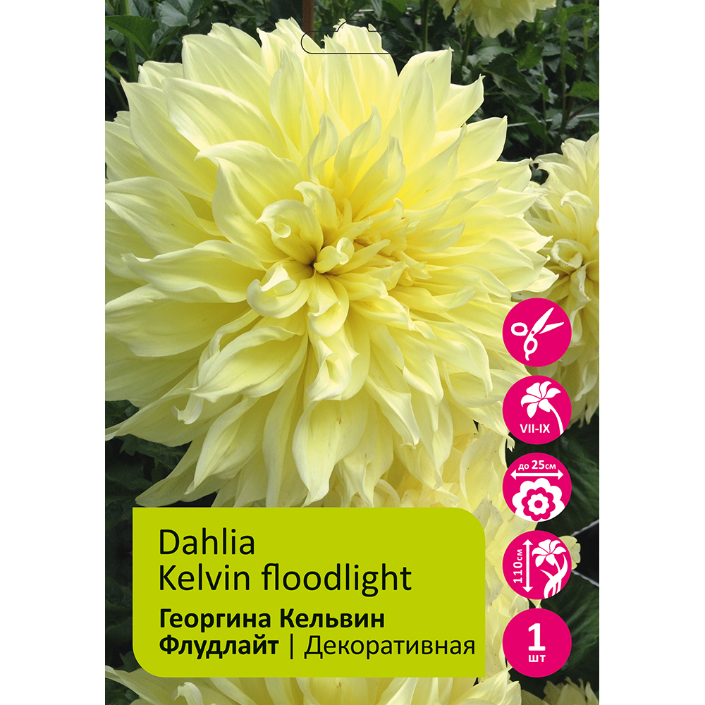 Георгина Кельвин Флудлайт 1шт/Dahlia Kelvin Floodlight