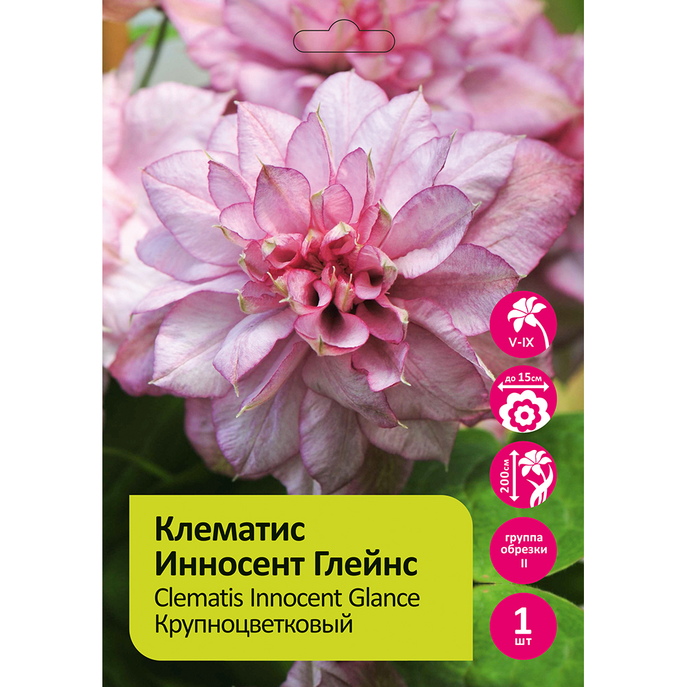 Клематис Инносент Глейнс 1шт гр.обрезки 2 / Clematis Innocent Glance