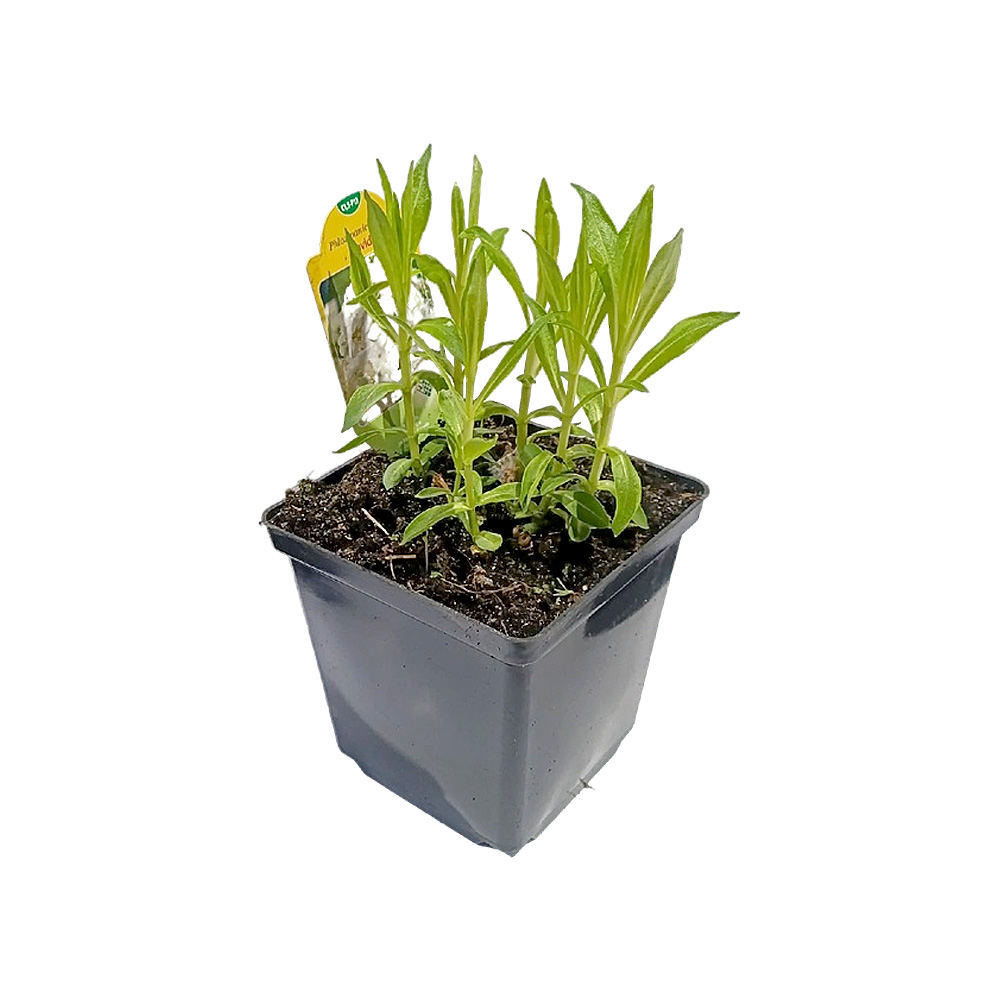 Флокс Давид метельчатый Р13 1шт/Phlox paniculata David 