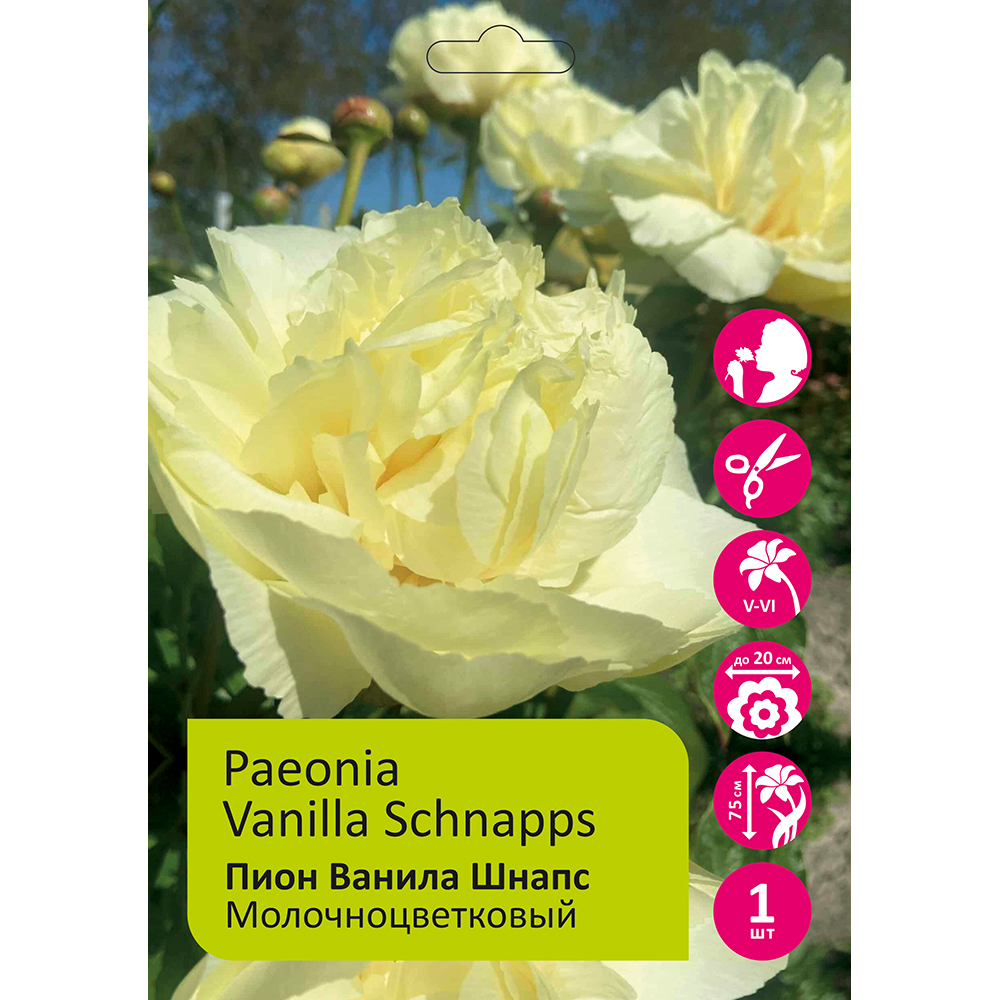 Пион молочноцветковый  Ванила Шнапс 1шт 3/5 /Paeonia Vanilla Schnapps