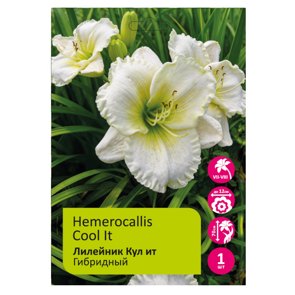 Лилейник Кул Ит гибридный 1шт. /Hemerocallis Cool It