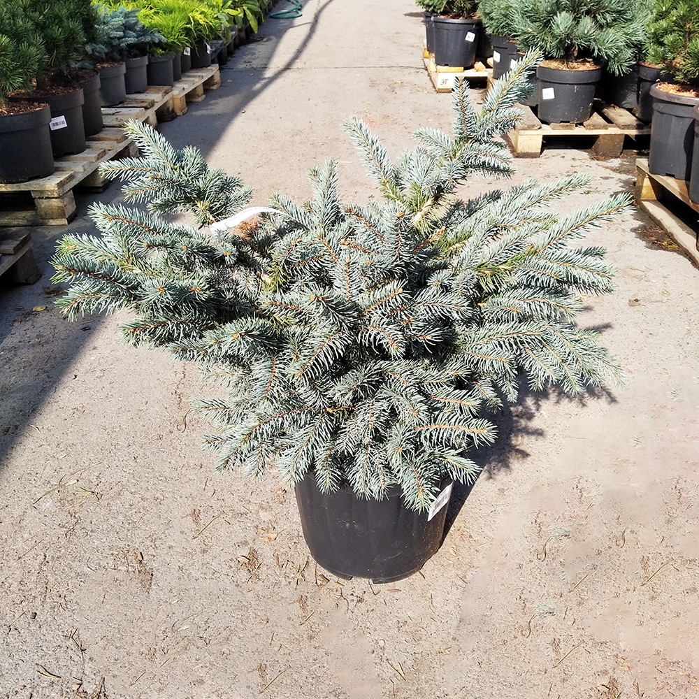 Ель колючая Карпатен С15 (высота 50-60см) 1шт/Picea pungens Karpaten