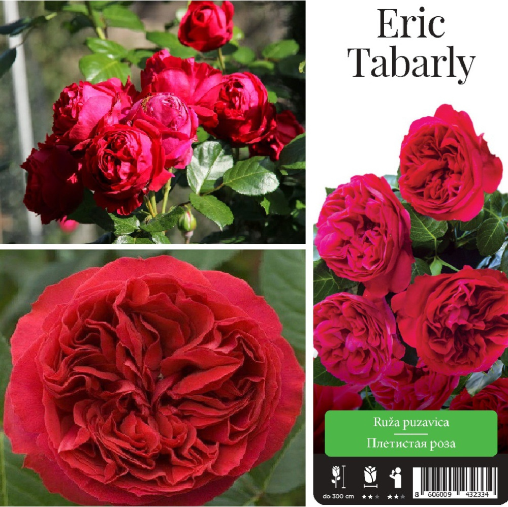 Роза Эрик Табарли плетистая  1шт./Eric Tabarly /20