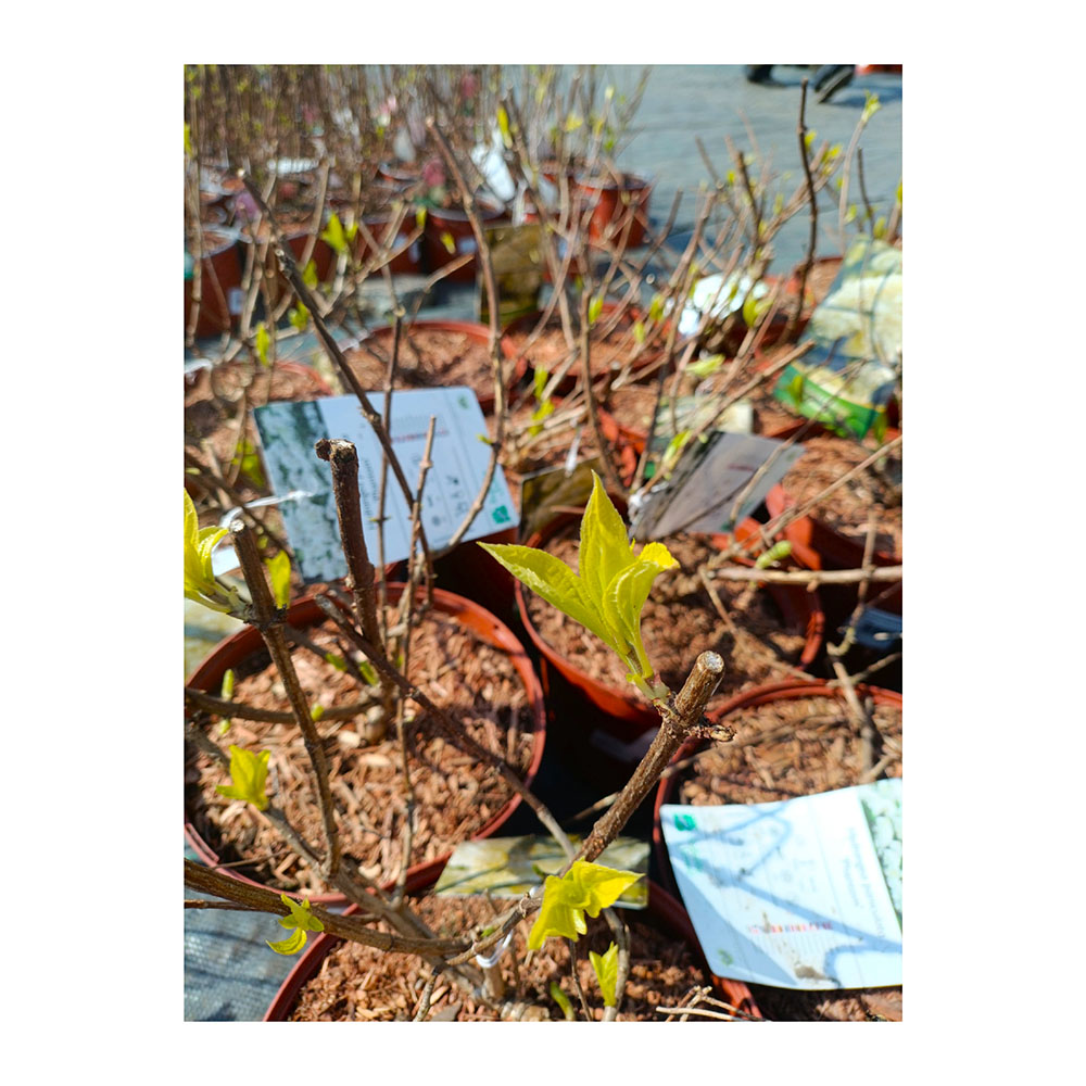 Гортензия метельчатая Фантом С5 1шт/Hydrangea paniculata Phantom
