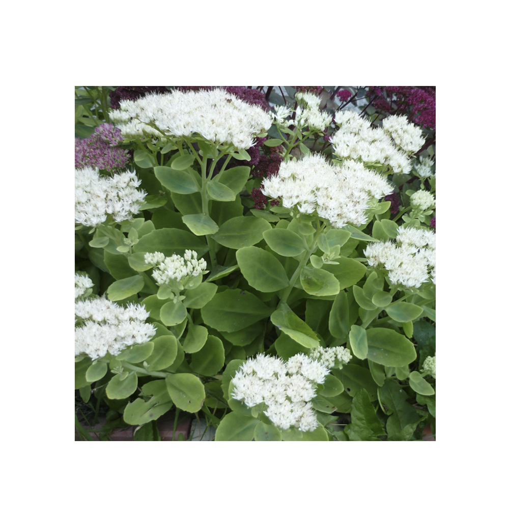 Седум/очиток видный Стар Даст Р13 1шт/Sedum spectabile Star Dust