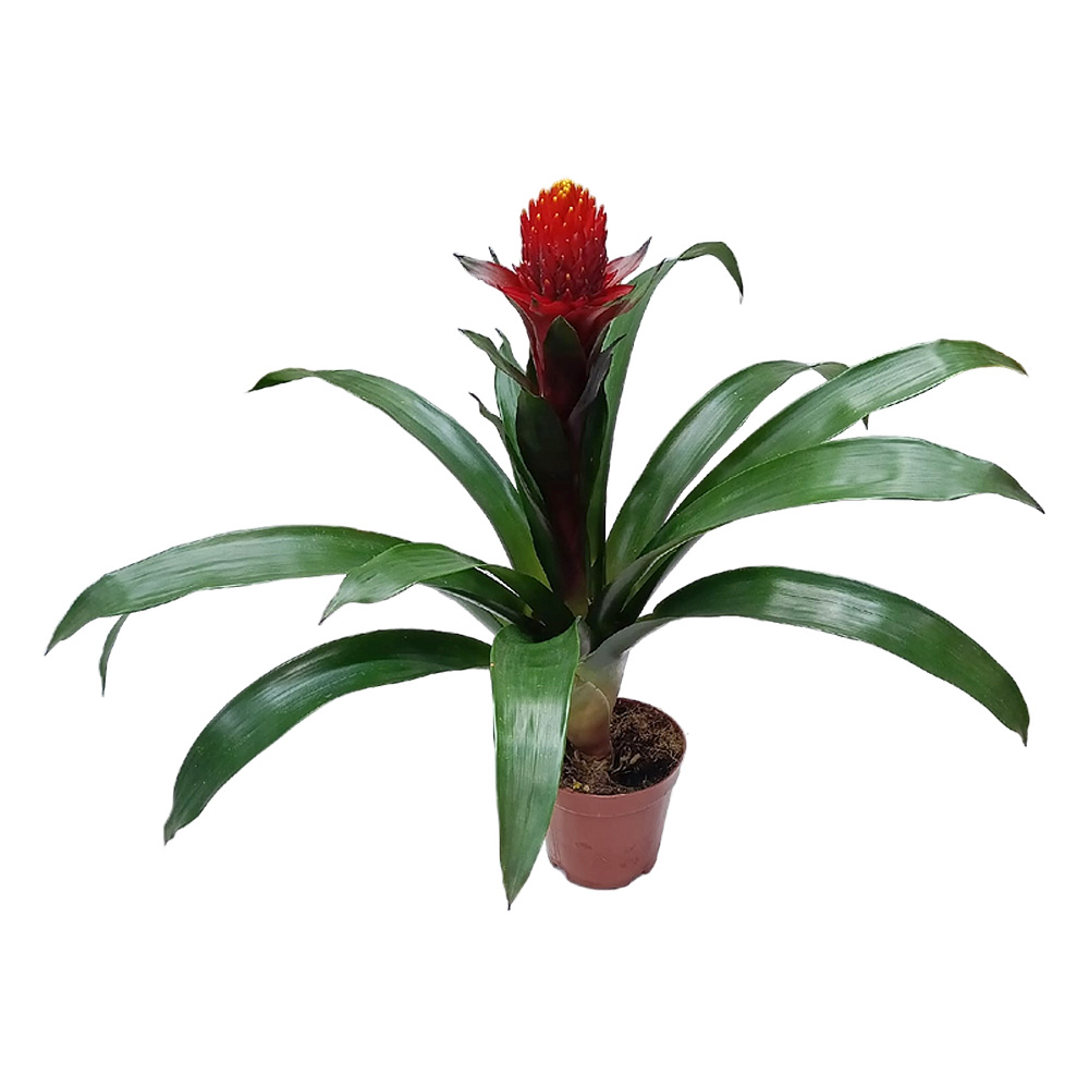 Гусмания Факел д.14