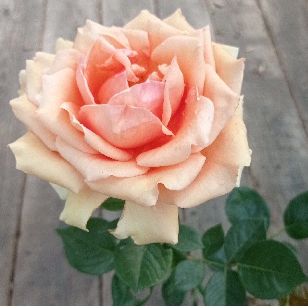 Роза Лаура чайно-гибридная 1шт. / Laura  / 20