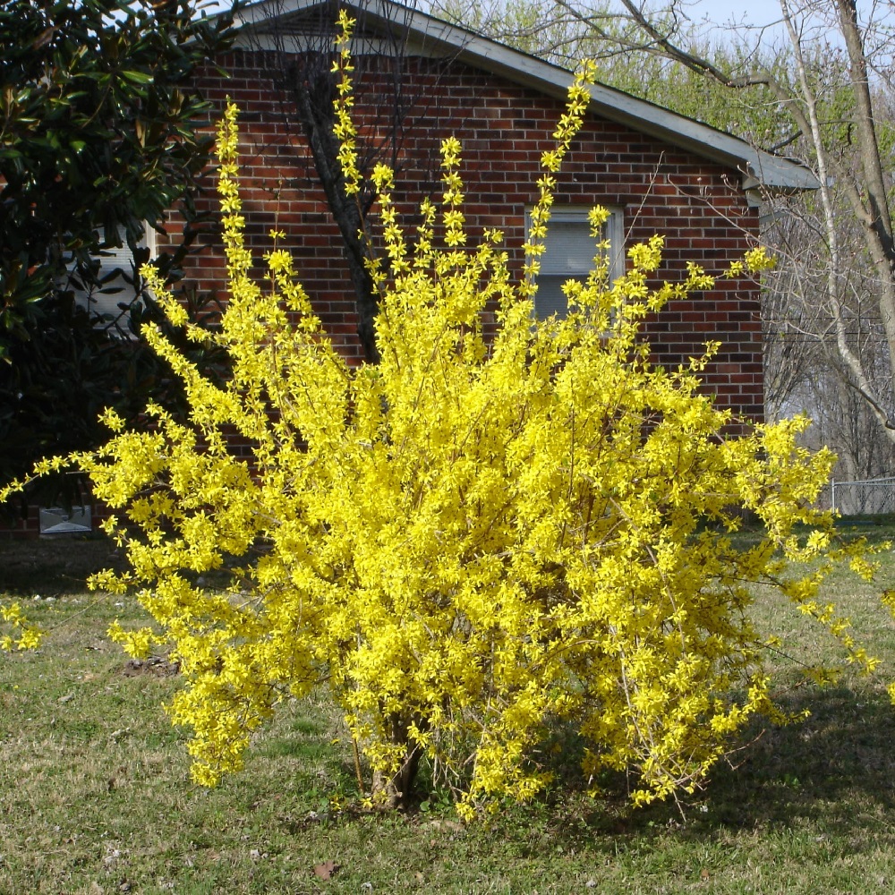 Форзиция промежуточная Линвуд в горшке 5 л  1шт