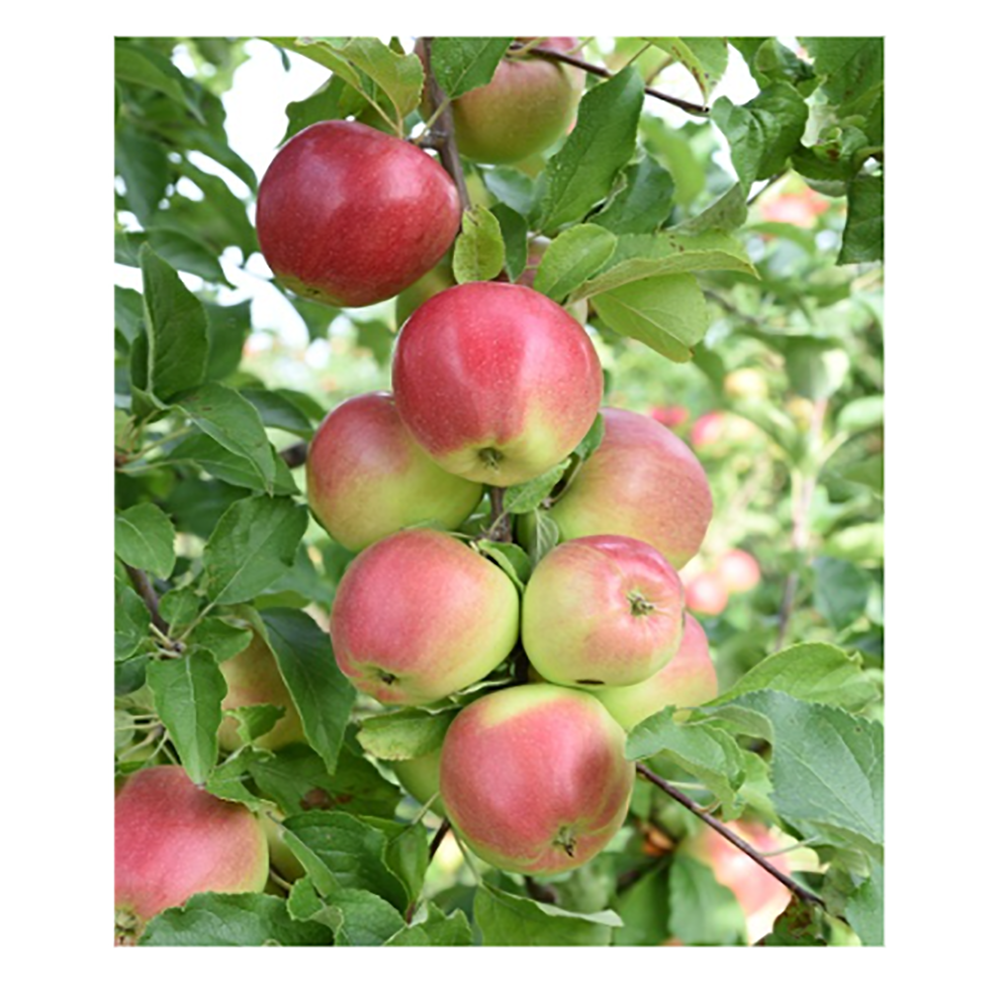 Яблоня Лигол (на семенном подвое) (в сетке) 1шт