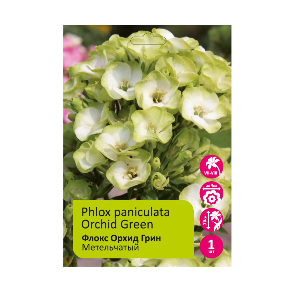 Флокс Орхид Грин 1шт метельчатый /Phlox paniculata Orchid Green