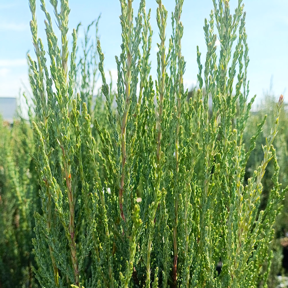 Можжевельник скальный Блу Арроу С20 (h 120-140) 1шт / Juniperus Blue Arrow