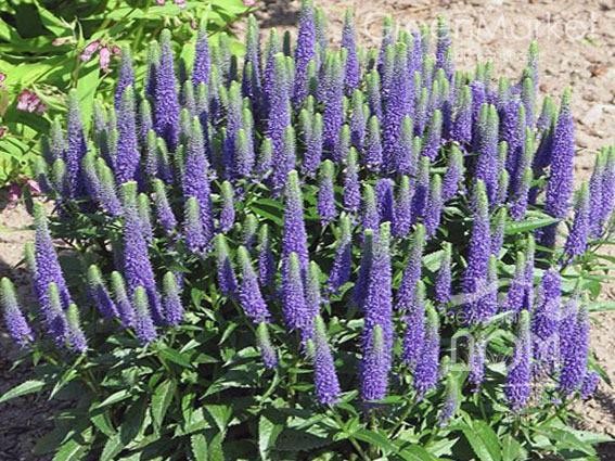 Вероника длиннолистная Фест Глори Р13 1шт/Veronica longifolia First Glory