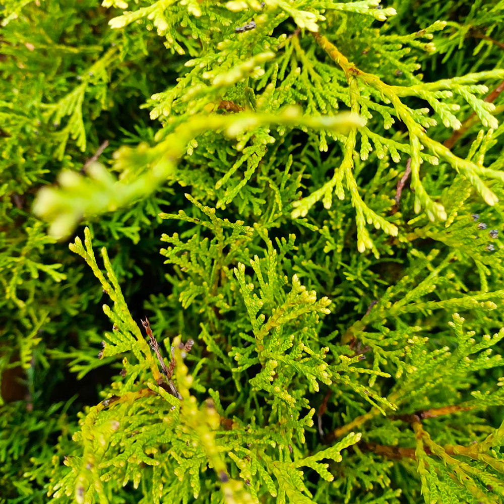 Туя западная Смарагд  Р9 1шт/Thuja occidentalis Smaragd