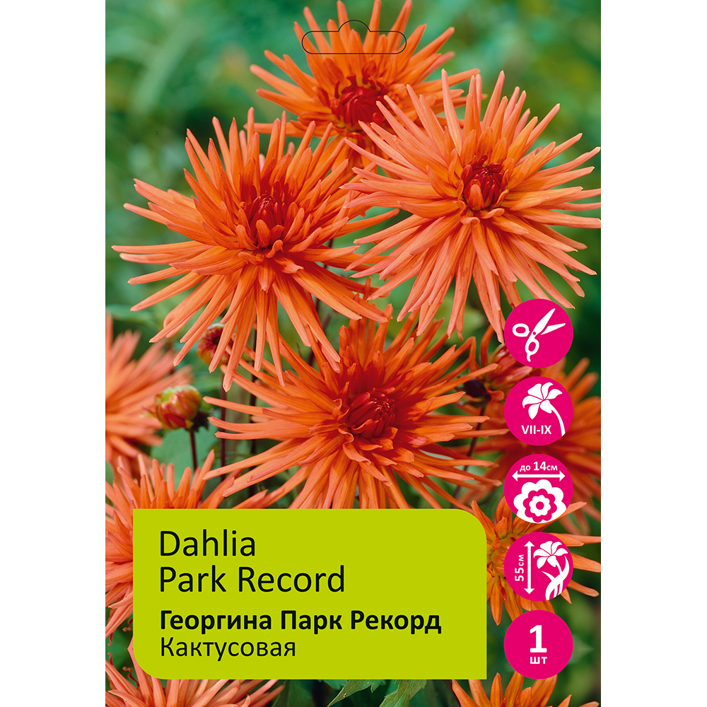 Георгина Парк Рекорд 1шт/Dahlia Park Reсord