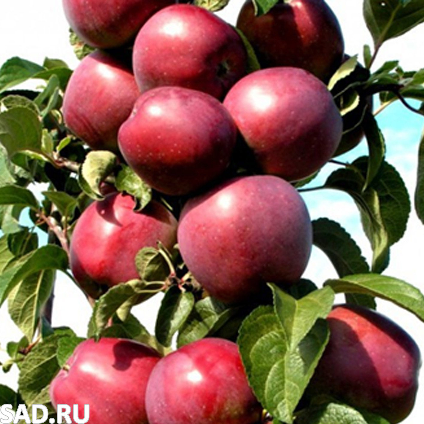 Яблоня Первоуральское С2 1шт