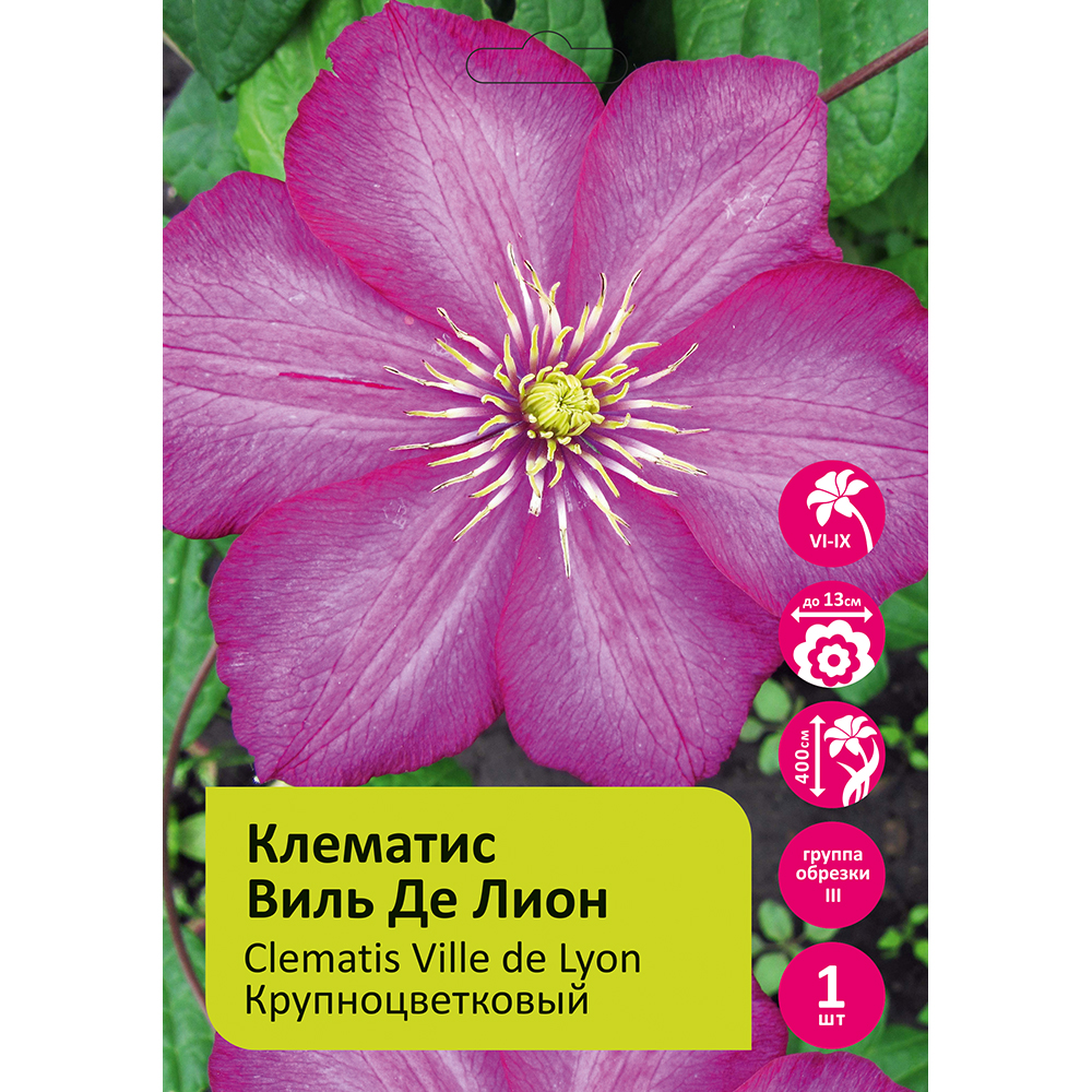 Клематис Виль Де Лион 1шт гр.обрезки 3 /Clematis Ville de Lyon