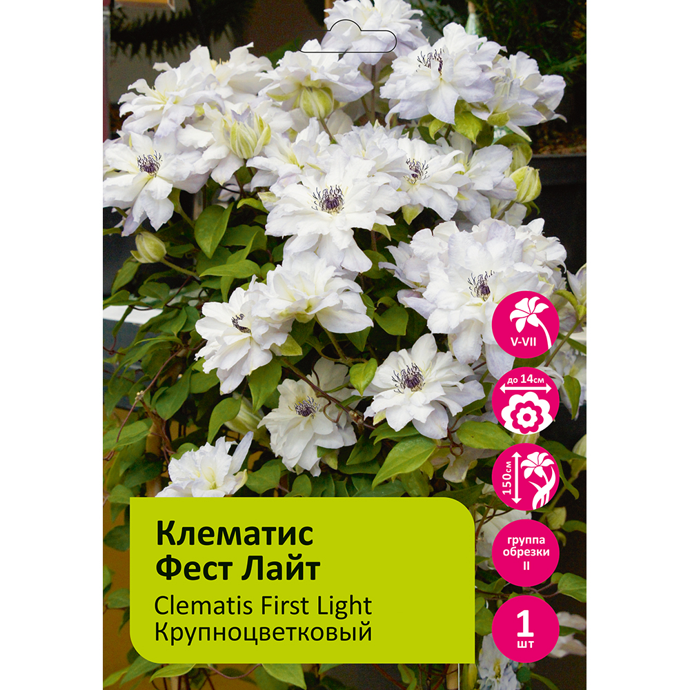 Клематис Фест Лайт  1шт гр.обрезки 2 / Clematis First Light 