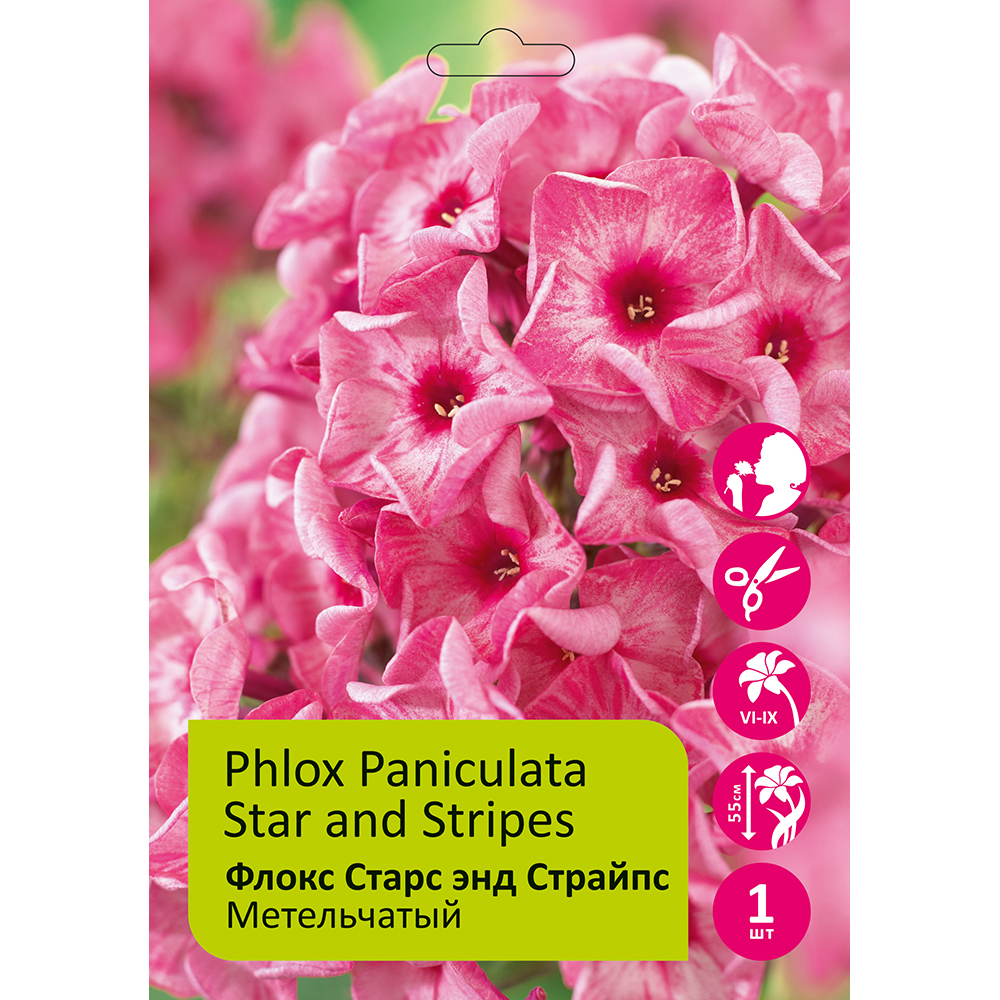 Флокс Старс энд Страйпс 1шт метельчатый /Phlox paniculata Stars and Stripes