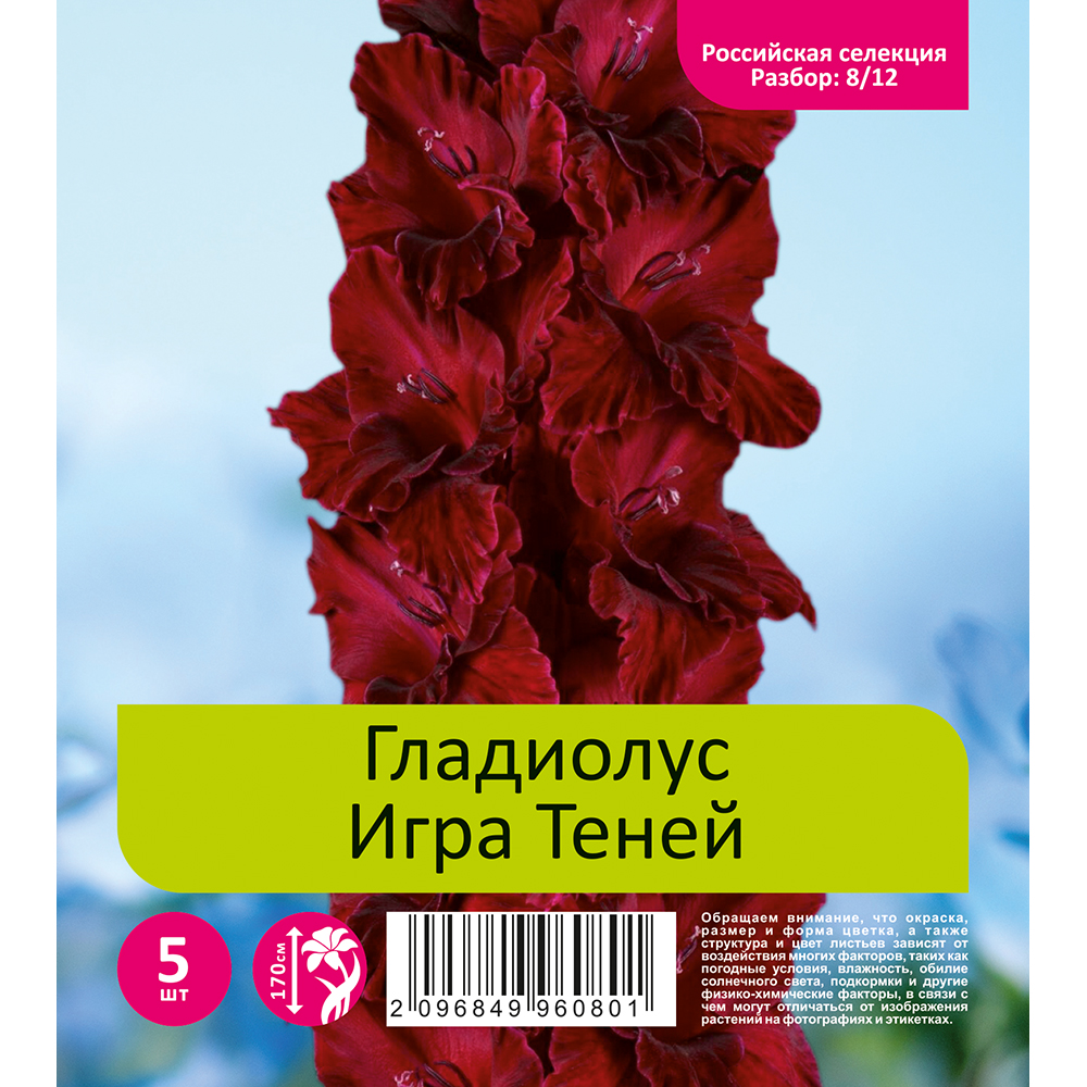 Гладиолус Игра Теней 5шт  (разбор 8/12)