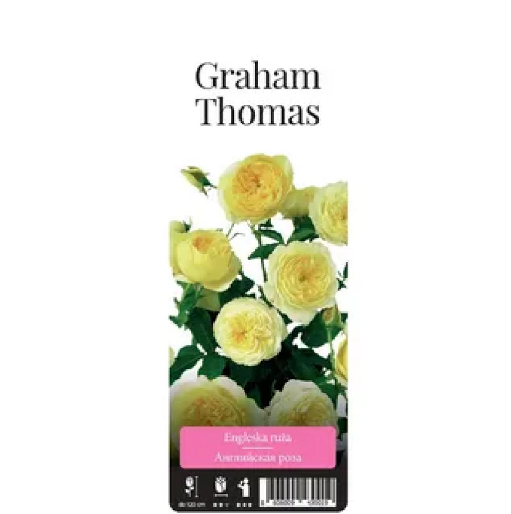 Роза Грехам Томас английская 1шт /Graham Thomas /20