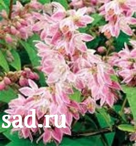 Дейция городчатая Прайд оф Рочестер С2 1шт/Deutzia crenata Pride of Rochester