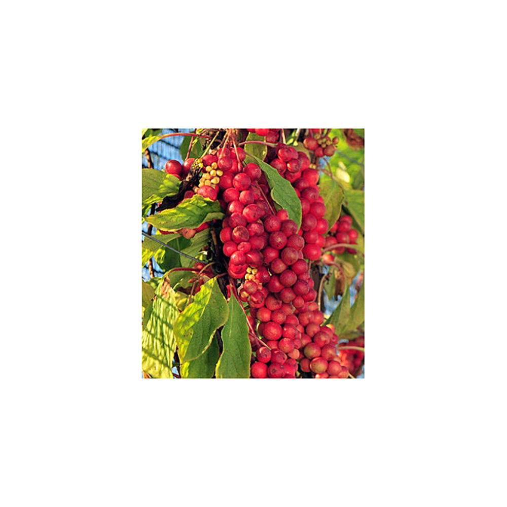 Лимонник китайский Р9 1шт /Schisandra chinensis
