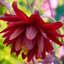 Аквилегия Дабл Ред махровая 2шт /Aquilegia red