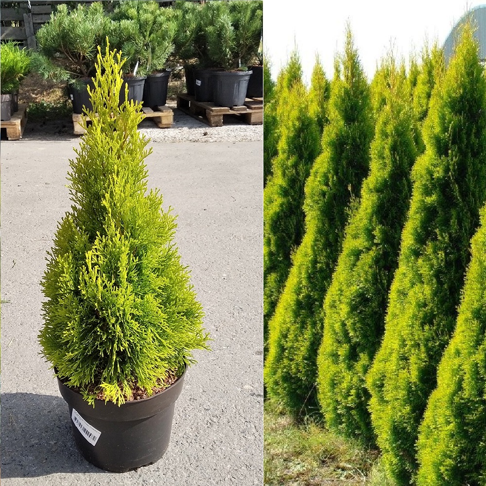 Туя западная Голден Смарагд С4 (высота 40-50см) 1шт/Thuja occidentalis Golden Smaragd