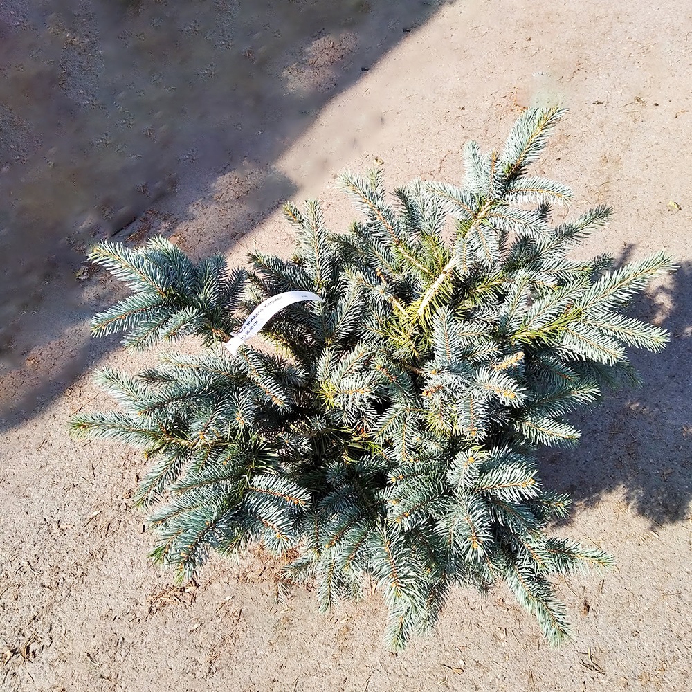 Ель колючая Карпатен С15 (высота 50-60см) 1шт/Picea pungens Karpaten