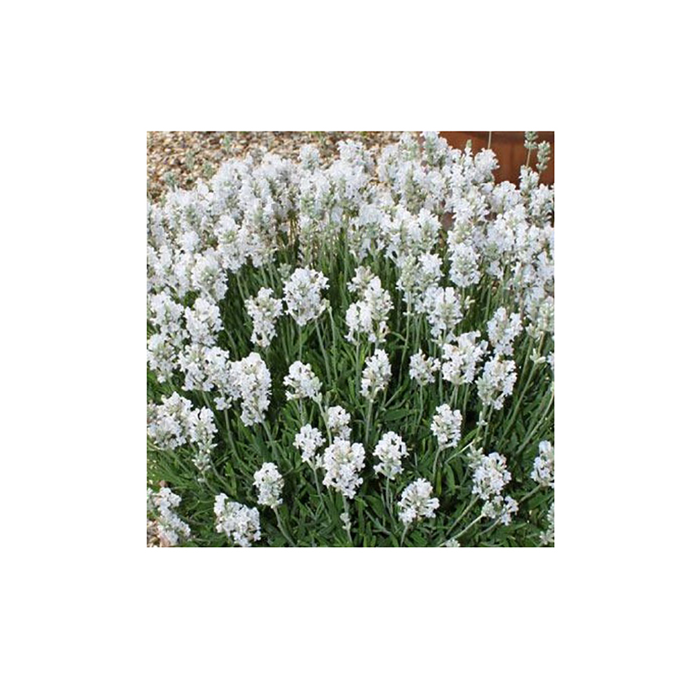Лаванда узколистная Альба С1.5 1шт /Lavandula angustifolia Alba